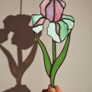 Irys różowo - seledynowy.