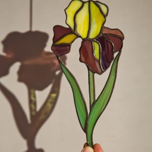 Irys żółto - fioletowy.